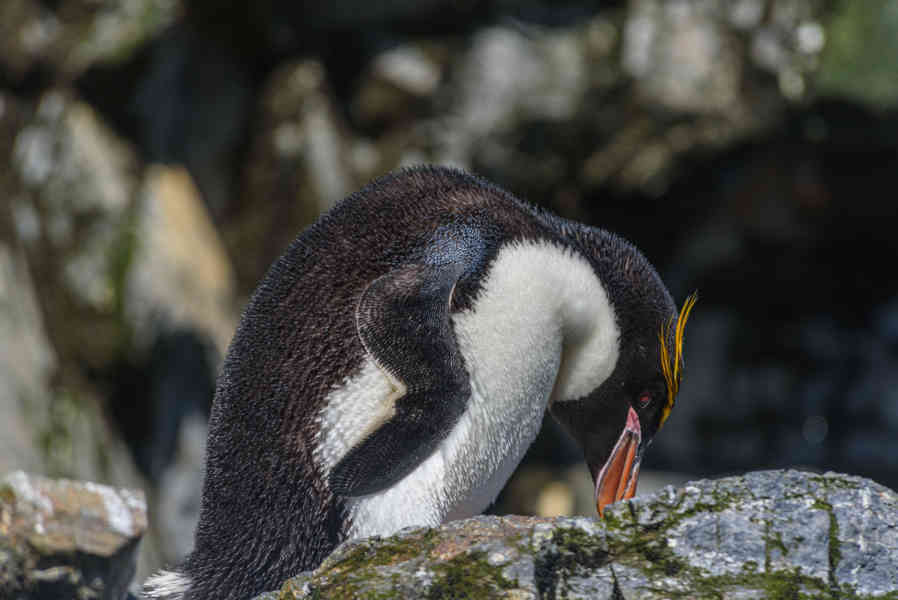 Pingüino Macaroni - islas Georgias del Sur 07.jpg
